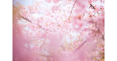 桜色の足音