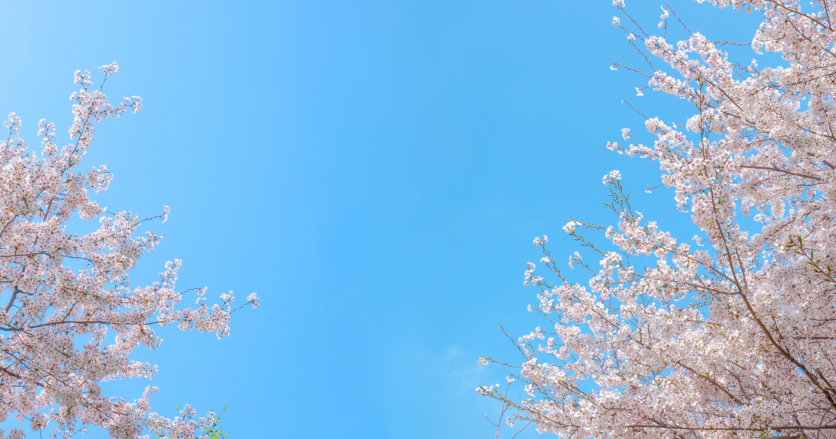 桜の本当の美しさ
